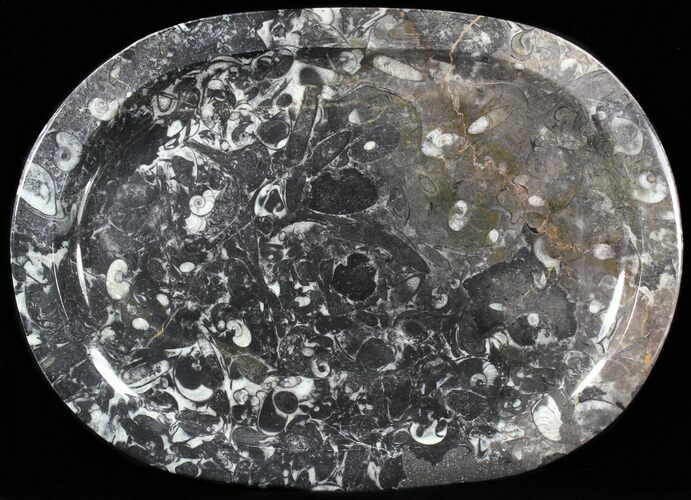 / Fossil Orthoceras & Goniatite Plate - Stoneware #40381